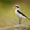 Belorit sedy - Oenanthe oenanthe - Northern Wheatear 5463
